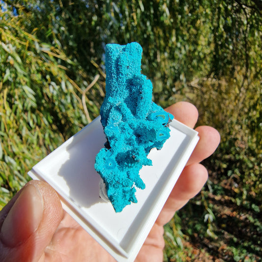 Chrysocolla & Malachite Pseudomorph after Azurite - Luputo Mine, DR Congo.