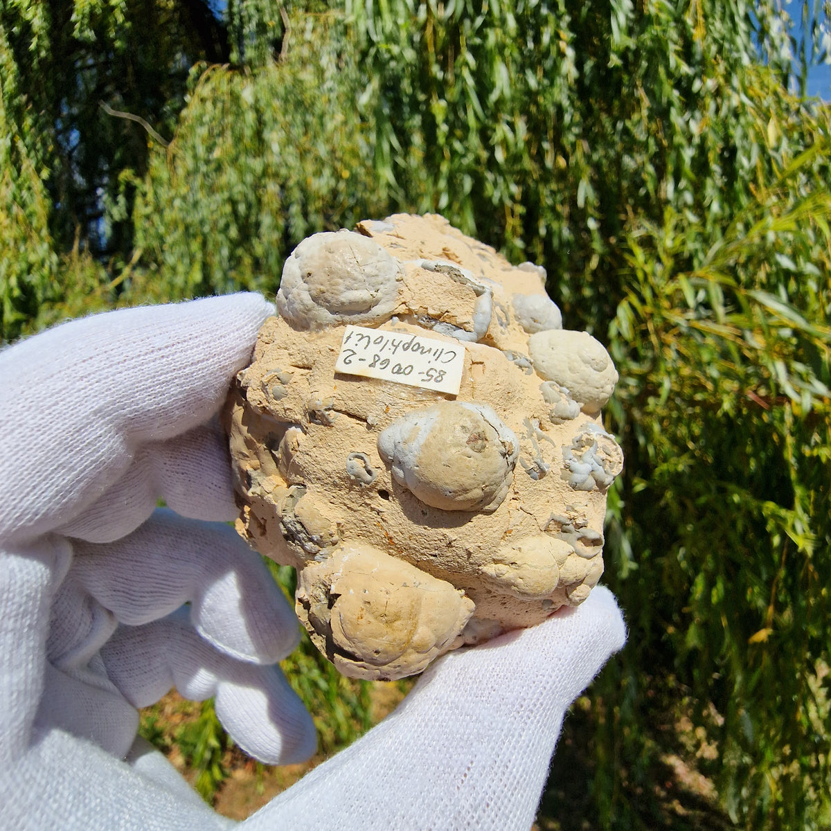 Clinoptilolite - Richardson's Ranch, Oregon, USA.