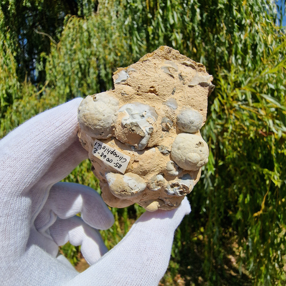 Clinoptilolite - Richardson's Ranch, Oregon, USA.
