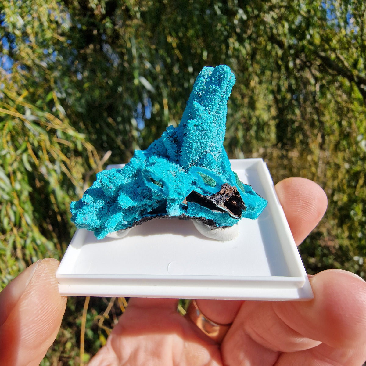 Chrysocolla & Malachite Pseudomorph after Azurite - Luputo Mine, DR Congo. 