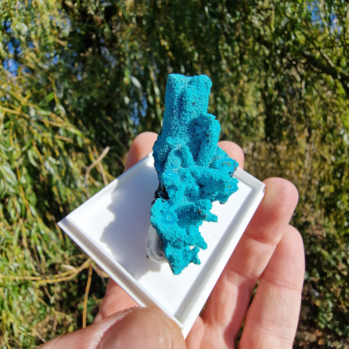 Chrysocolla & Malachite Pseudomorph after Azurite - Luputo Mine, DR Congo. 