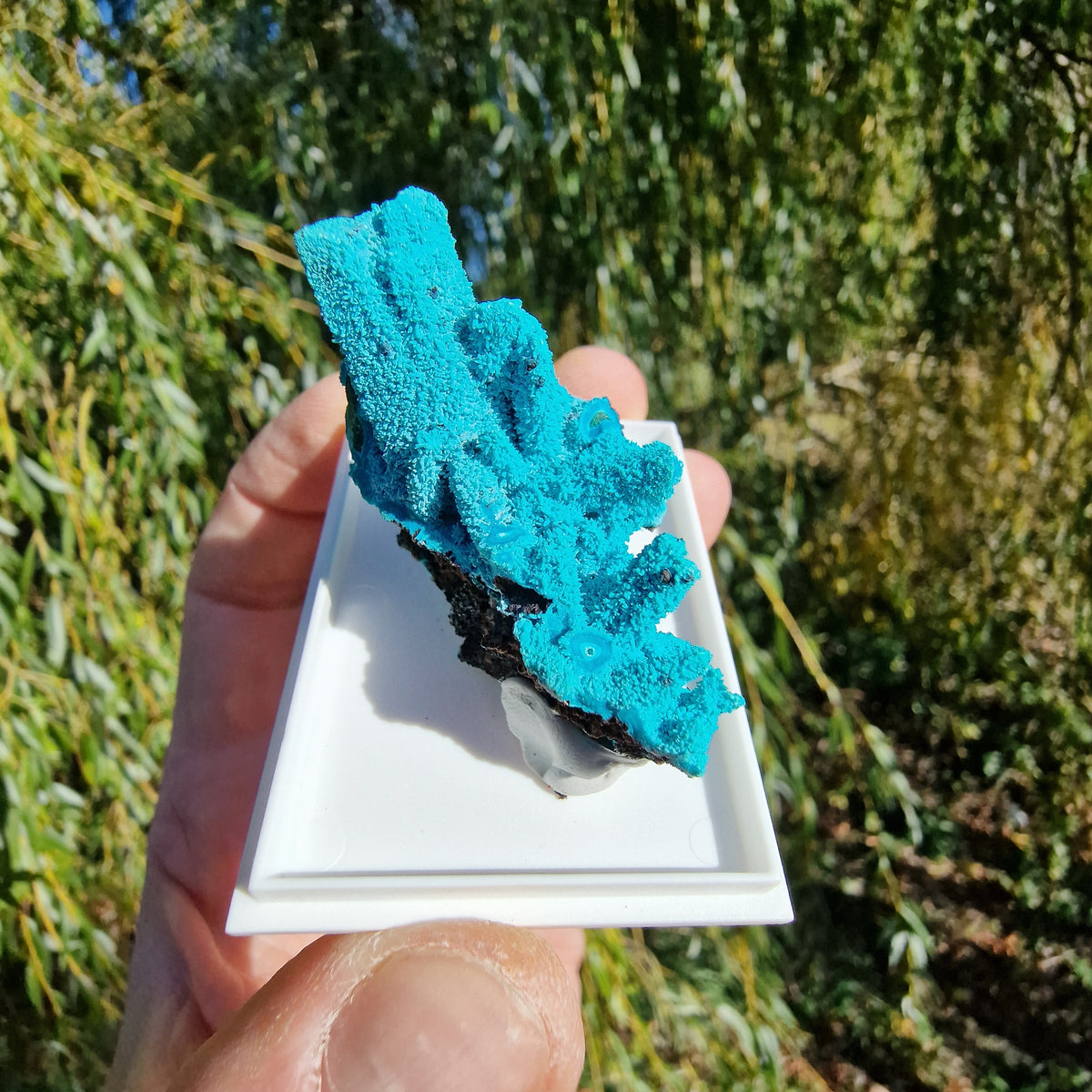 Chrysocolla & Malachite Pseudomorph after Azurite - Luputo Mine, DR Congo. 