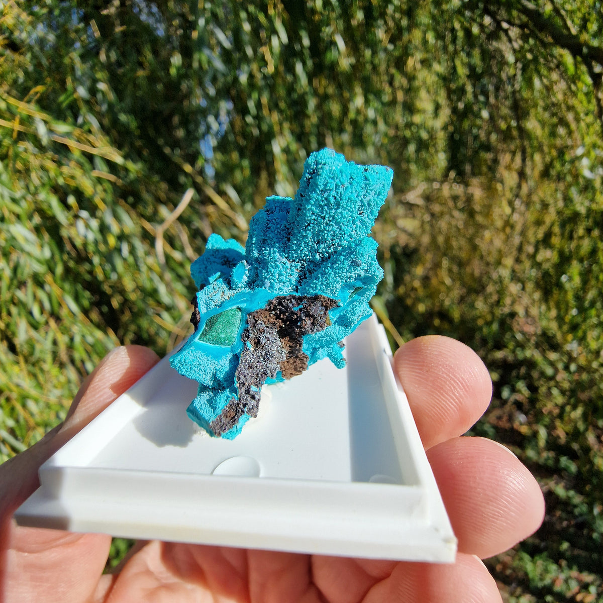 Chrysocolla & Malachite Pseudomorph after Azurite - Luputo Mine, DR Congo. 