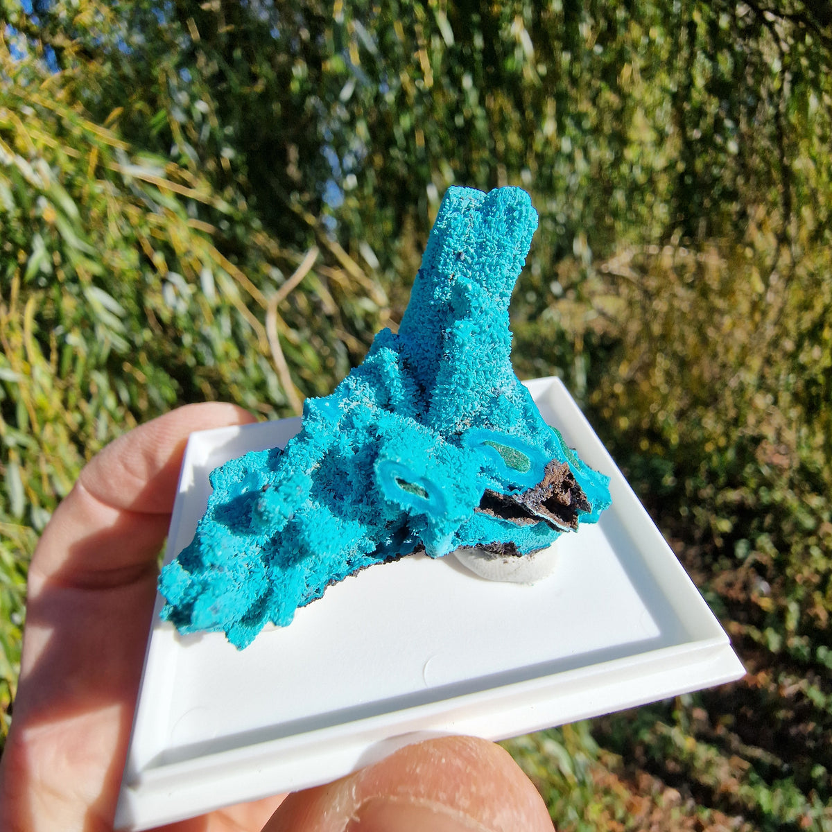 Chrysocolla & Malachite Pseudomorph after Azurite - Luputo Mine, DR Congo. 