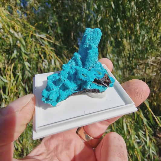 Chrysocolla & Malachite Pseudomorph after Azurite - Luputo Mine, DR Congo. 